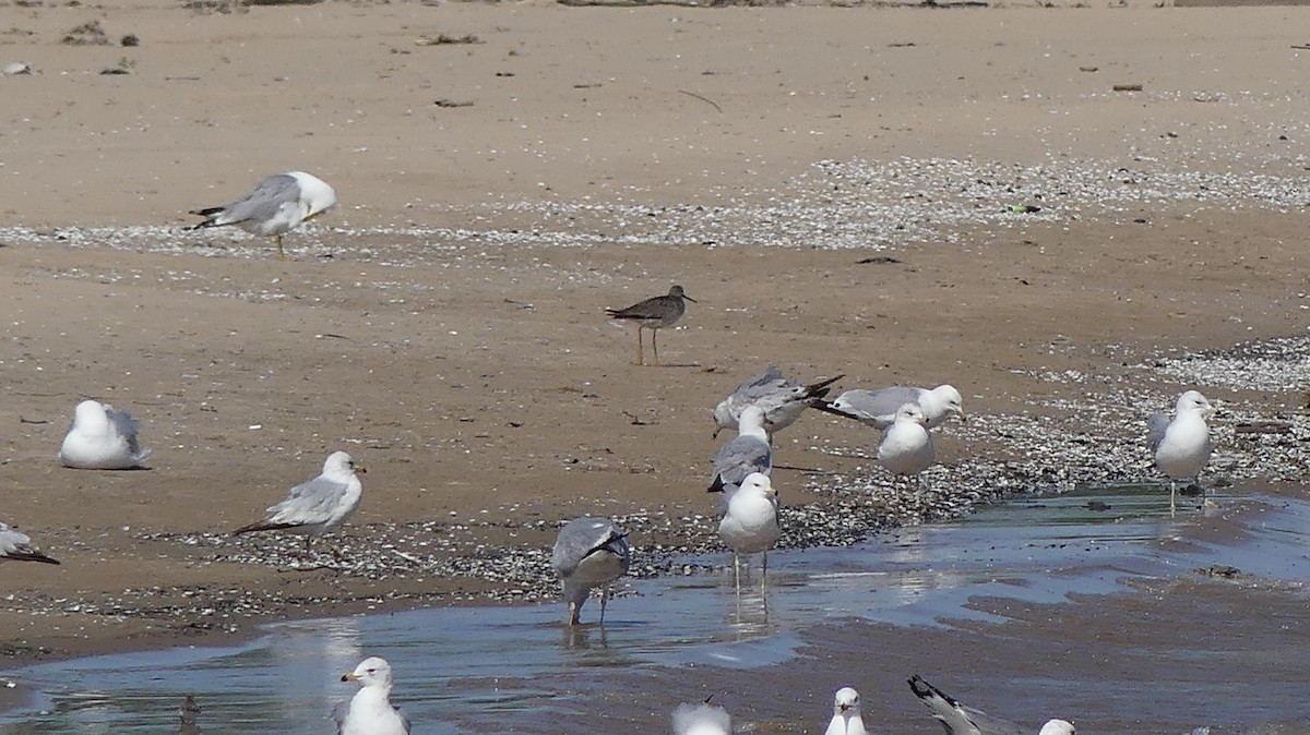 Greater Yellowlegs - ML619319482