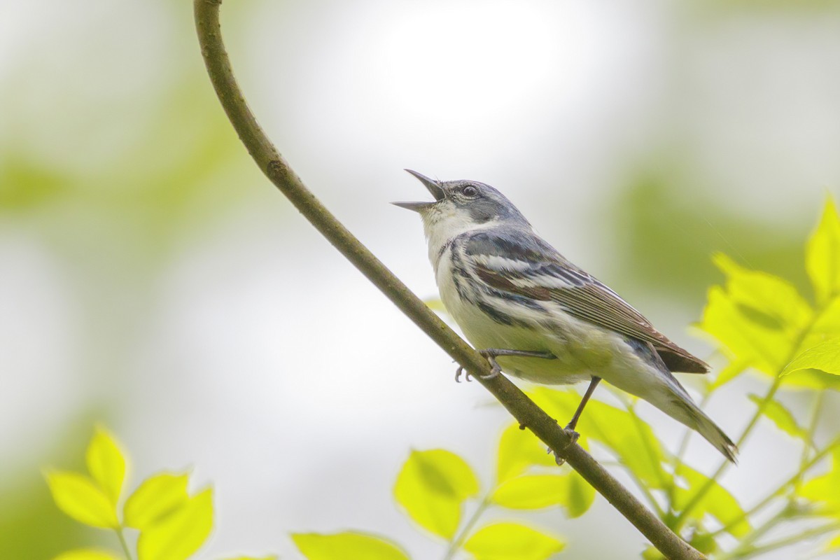 Cerulean Warbler - Jeanne Verhulst