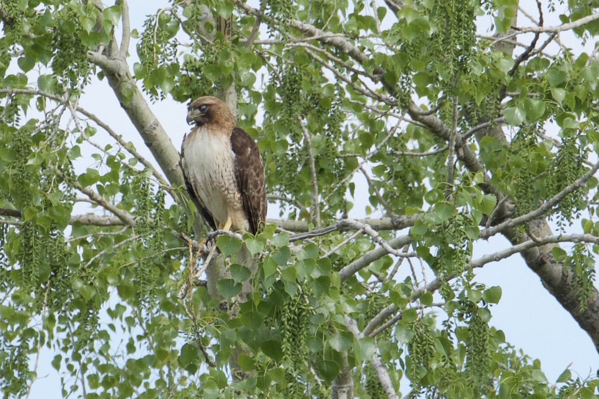 Red-tailed Hawk - ML619319491