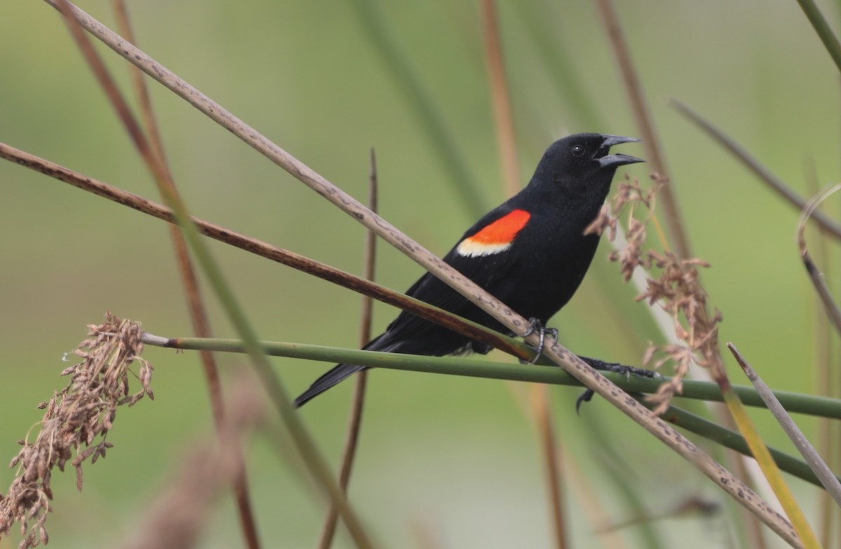 Red-winged Blackbird - Glenn Blaser