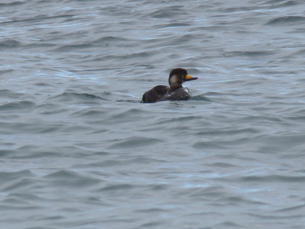 Black Scoter - ML619319509