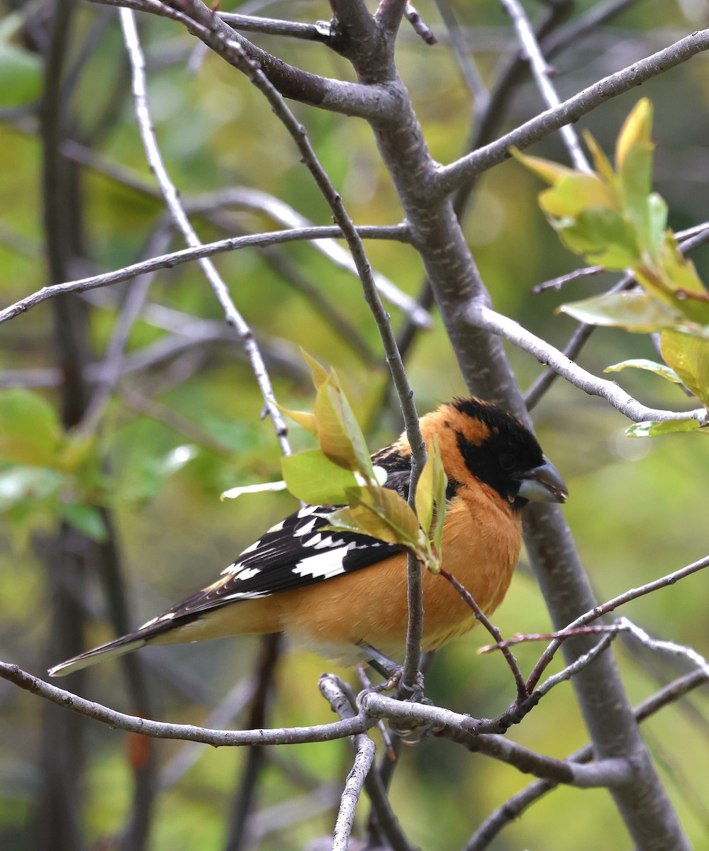 Black-headed Grosbeak - Susan Hovde