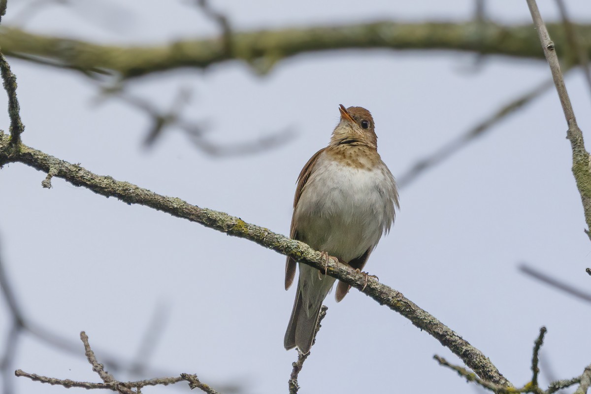 Veery - Jeanne Verhulst