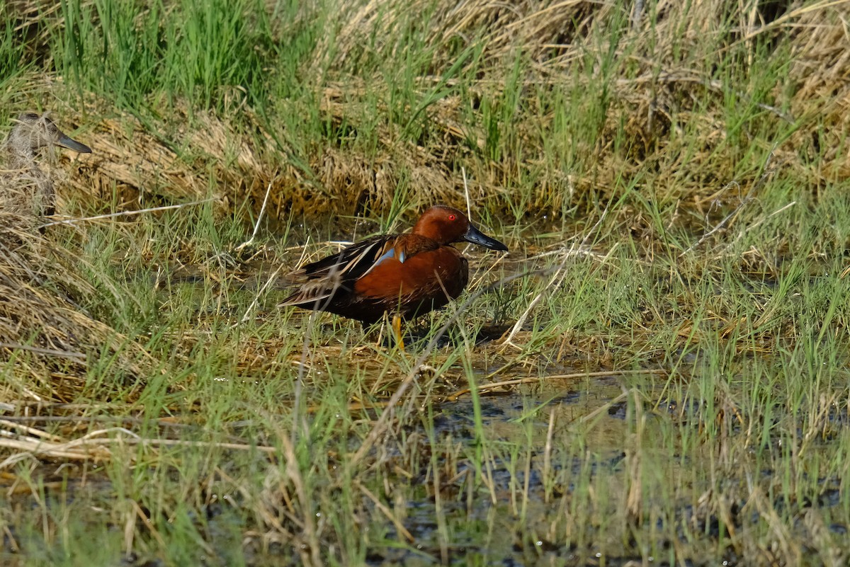 Cinnamon Teal - ML619319518