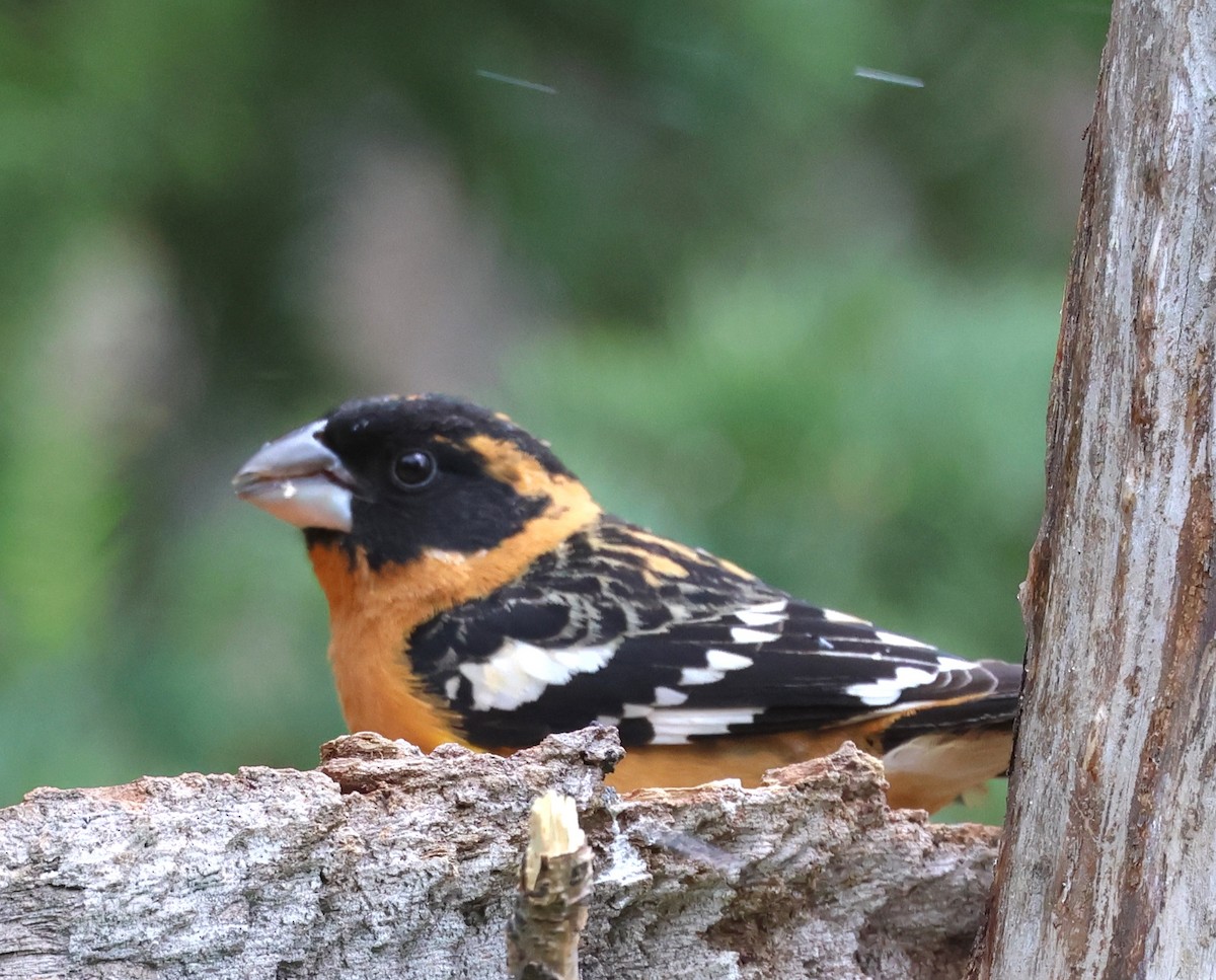 Black-headed Grosbeak - Susan Hovde