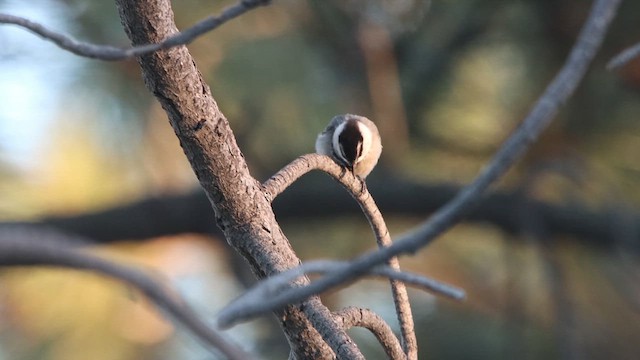 Mésange de Gambel - ML619319525