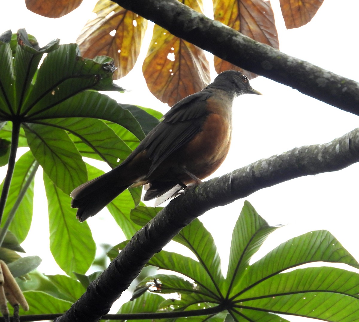 Rufous-bellied Thrush - Albeiro Erazo Farfán