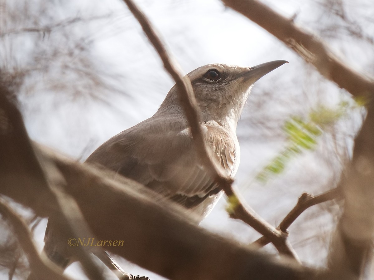 Tropical Mockingbird - Niels  Larsen