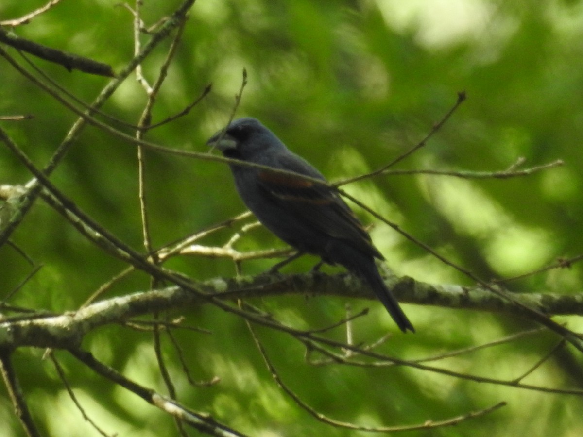 Blue Grosbeak - ML619319571