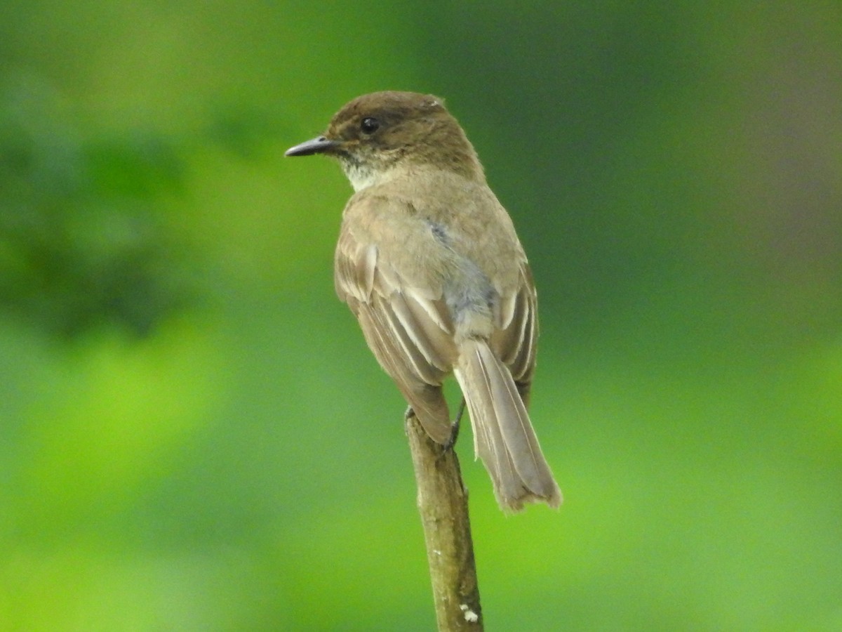 Weißbauch-Phoebetyrann - ML619319578