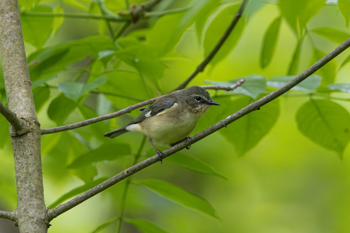 Black-throated Blue Warbler - Rob  Sielaff