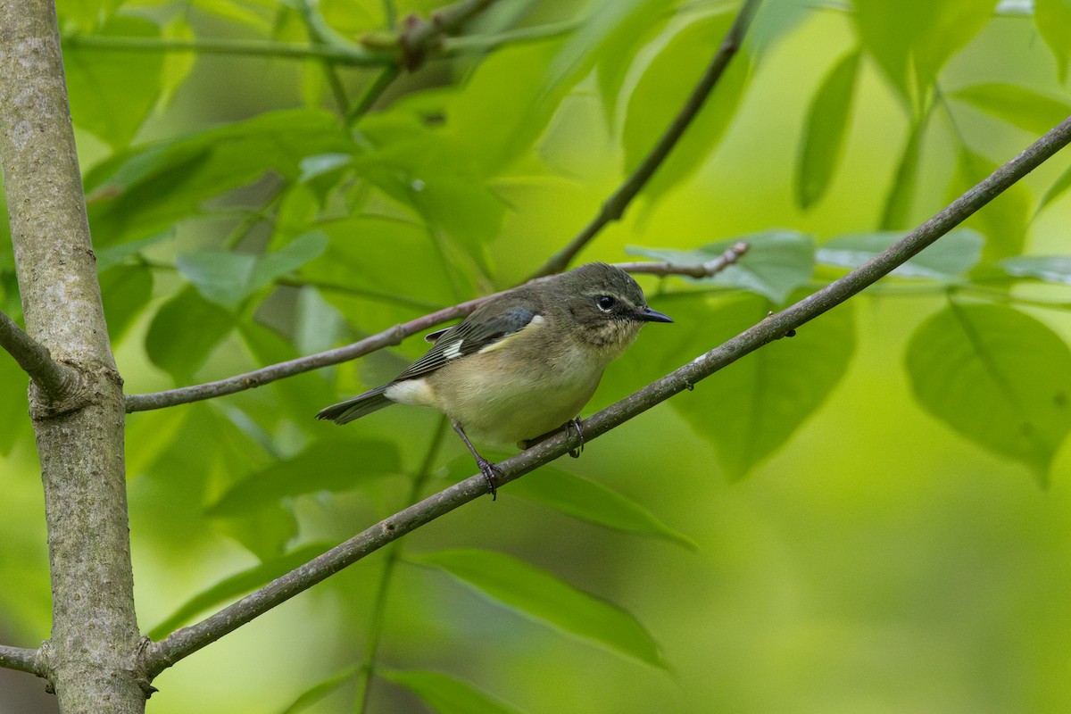 Paruline bleue - ML619319599