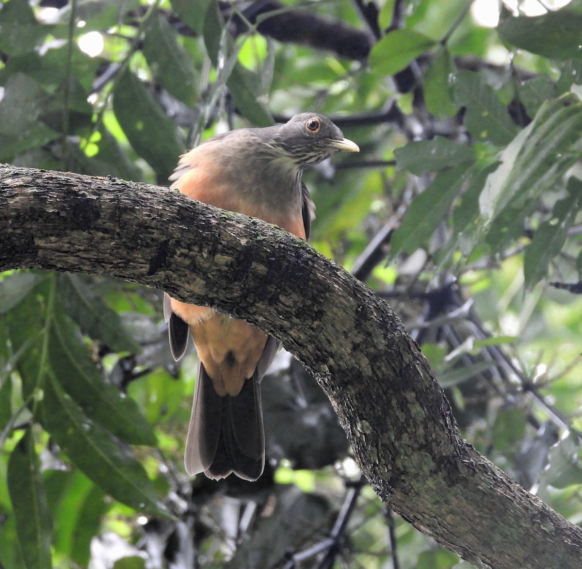 Rufous-bellied Thrush - Albeiro Erazo Farfán