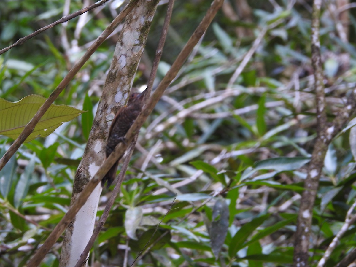 Red-rumped Woodpecker - ML619319606