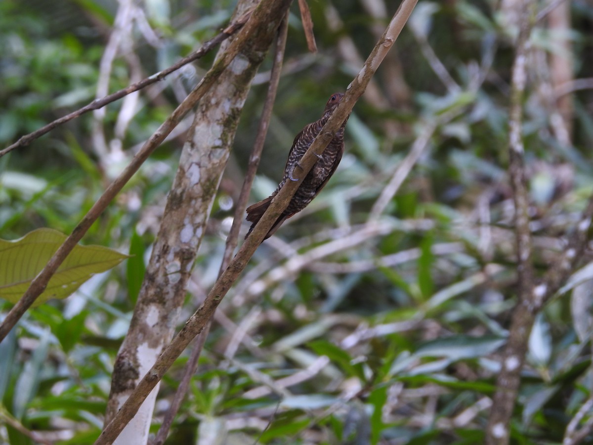 Red-rumped Woodpecker - ML619319607