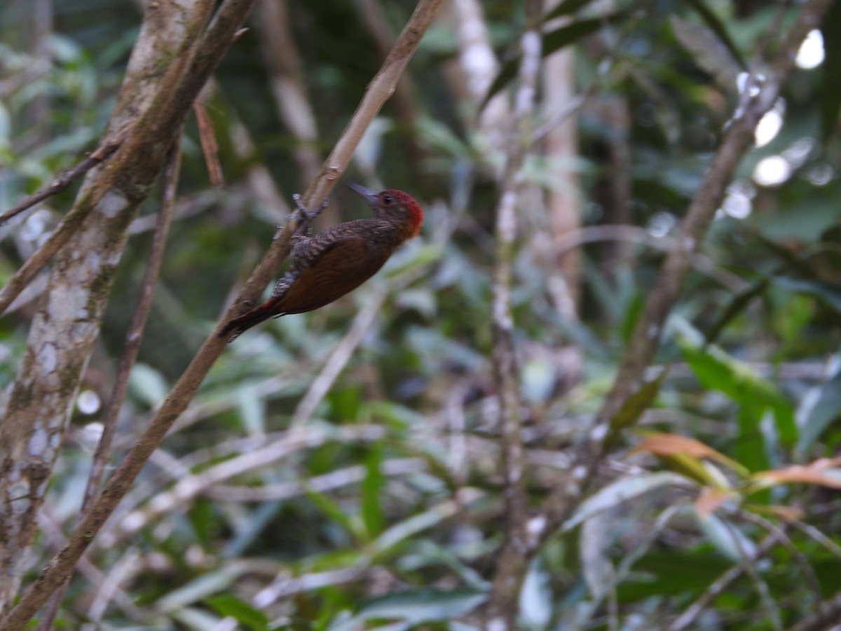 Red-rumped Woodpecker - ML619319608