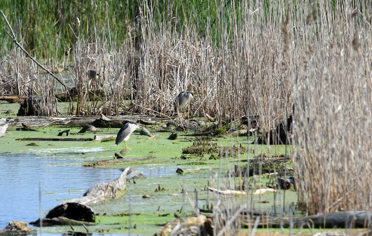 Black-crowned Night Heron - ML619319612