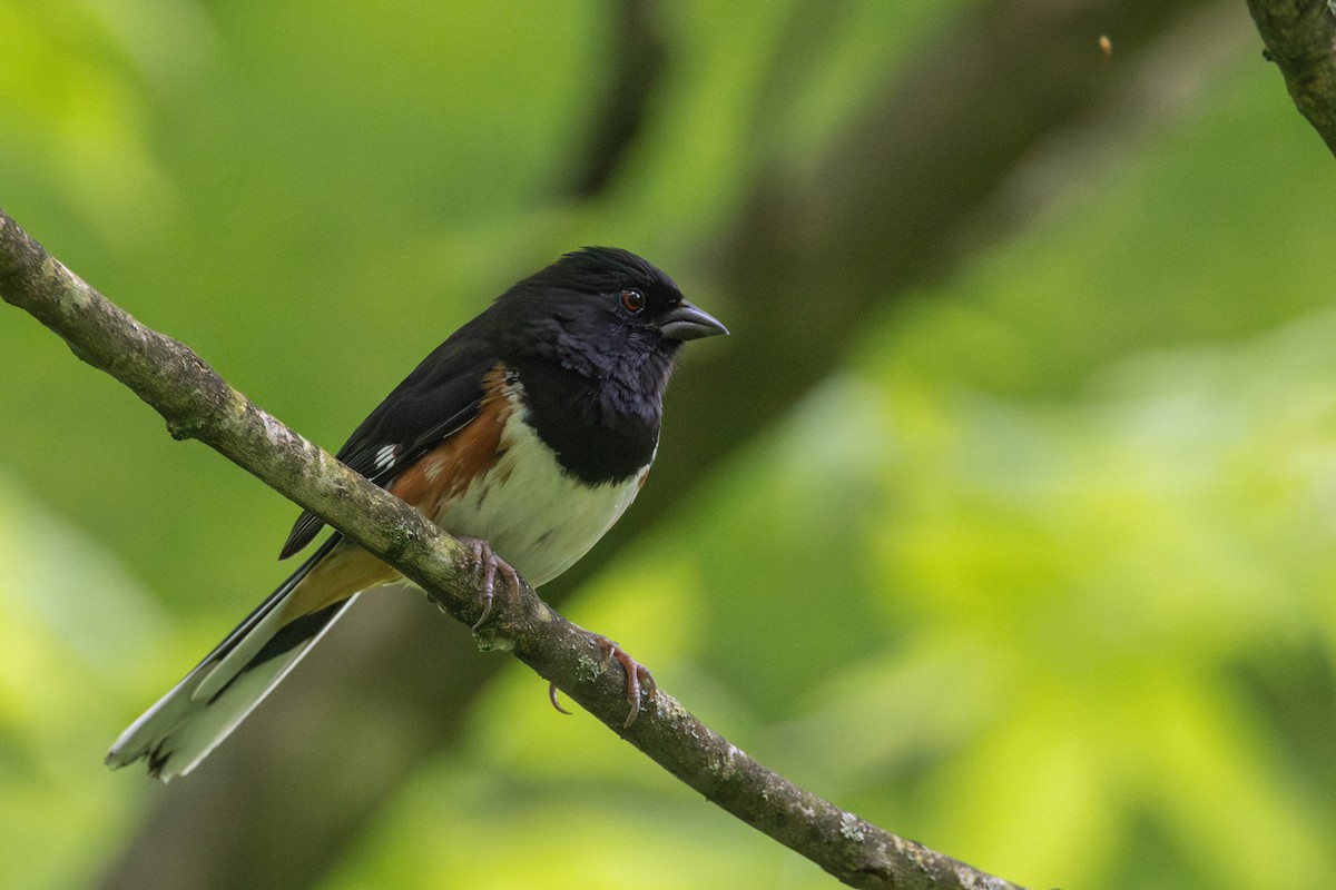 Eastern Towhee - Rob  Sielaff