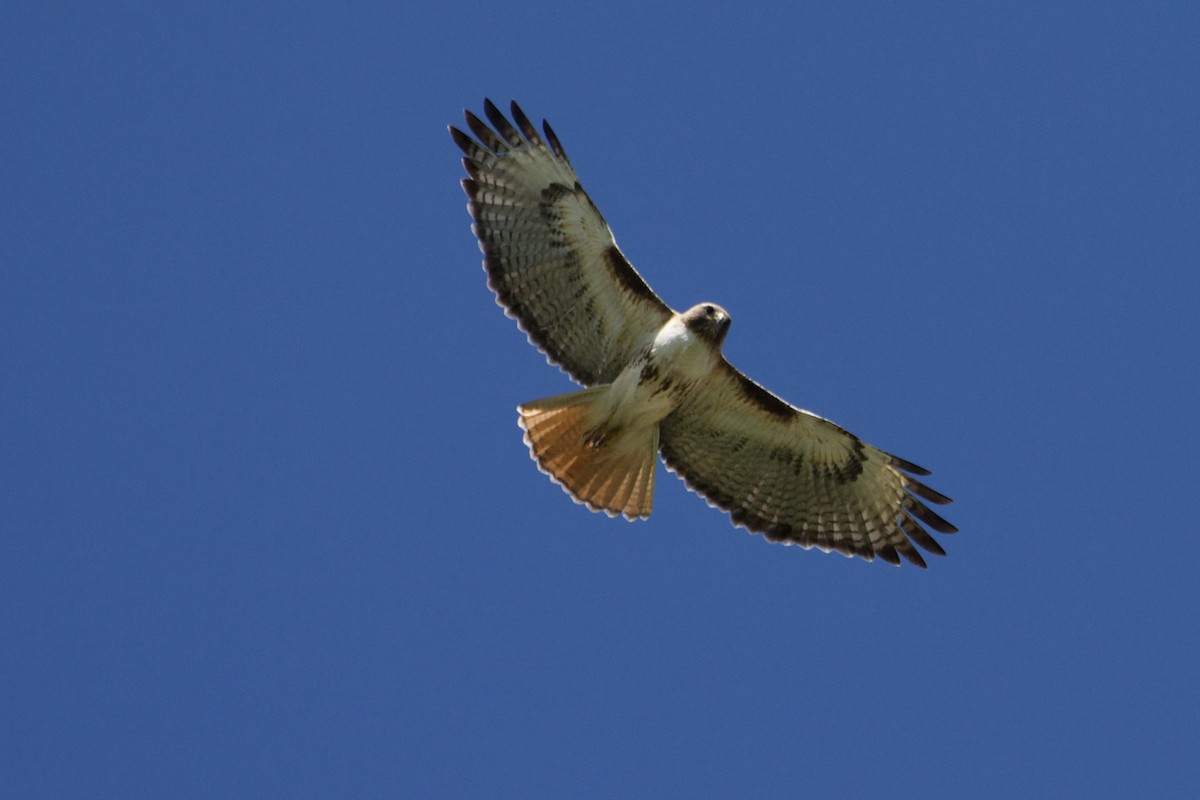 Red-tailed Hawk - ML619319628