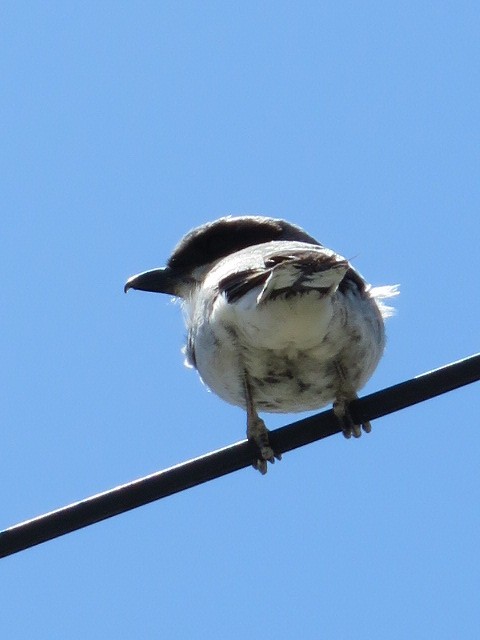 Loggerhead Shrike - Mark Sopko