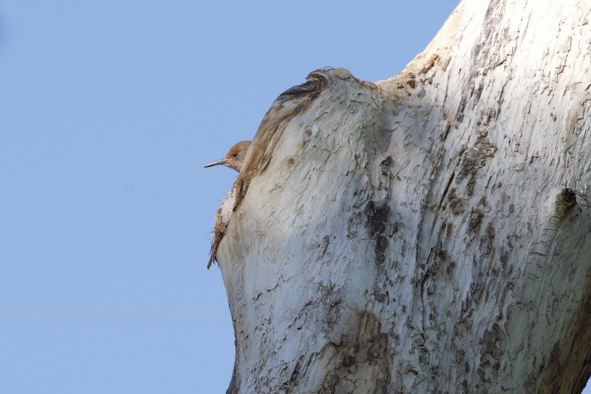 Northern Flicker - ML619319640