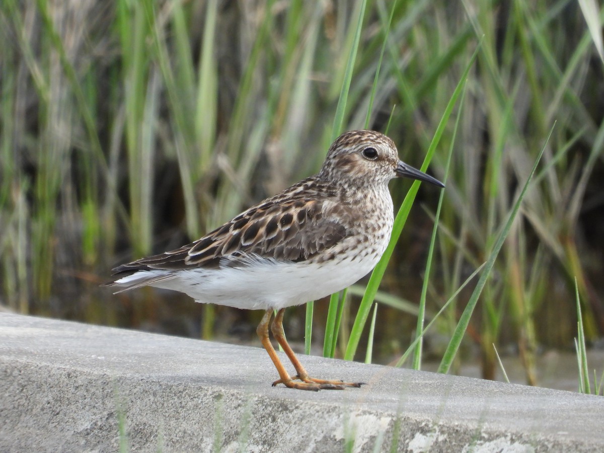 pygmésnipe - ML619319644