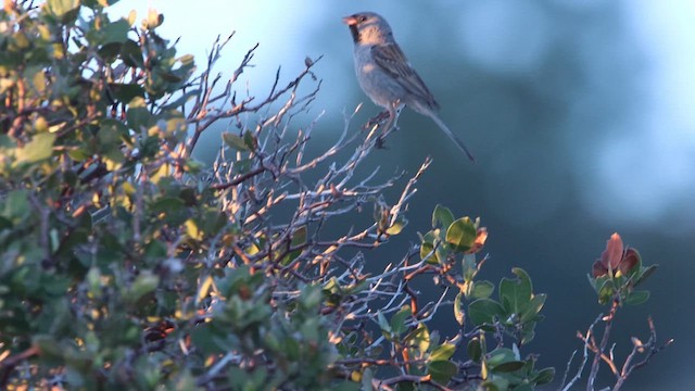 Black-chinned Sparrow - ML619319651