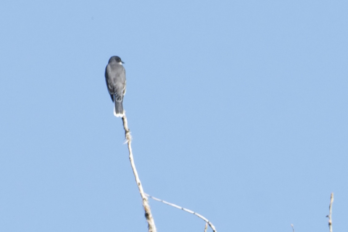 Eastern Kingbird - ML619319656