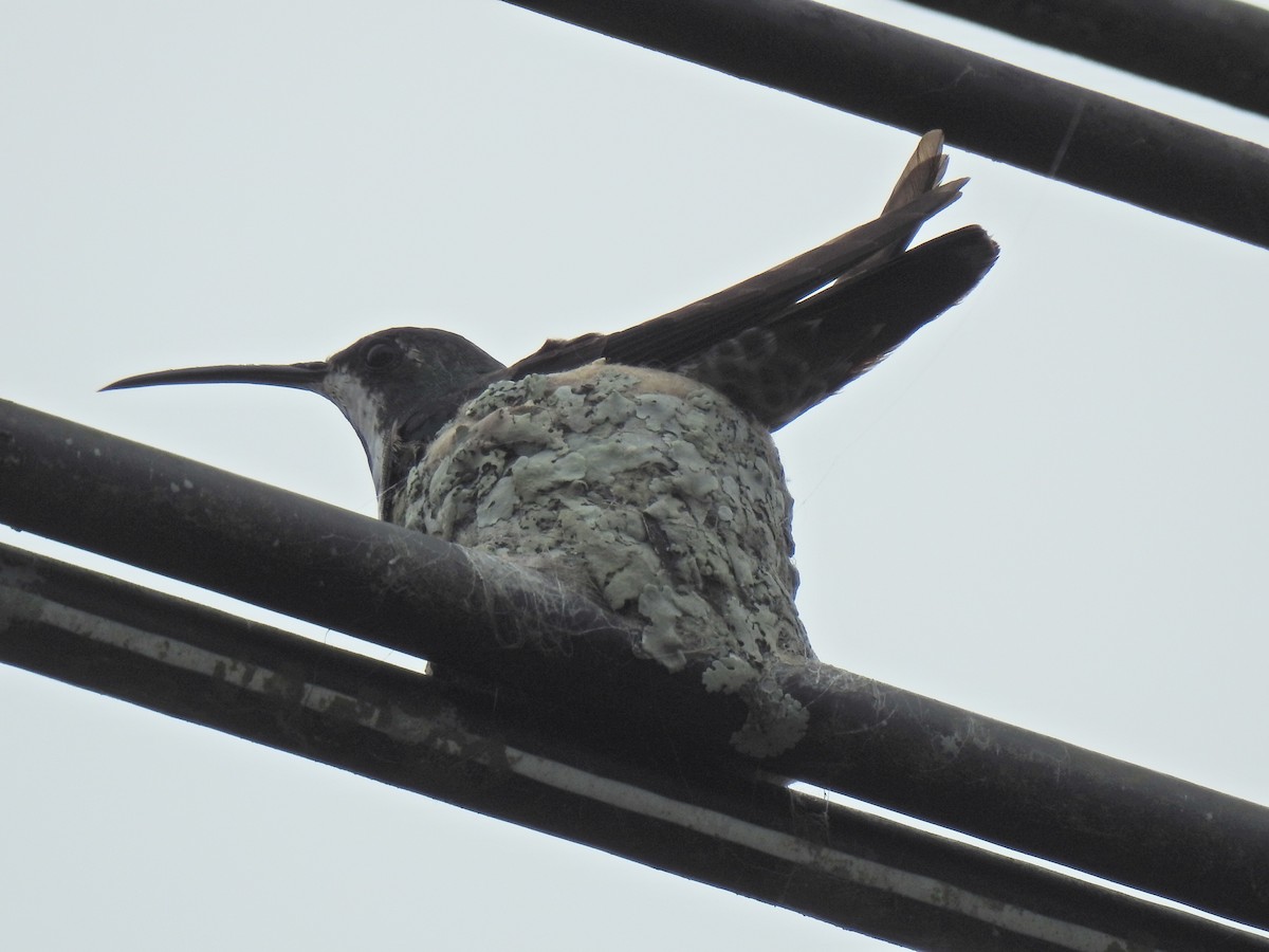 Black-throated Mango - Justin Harris