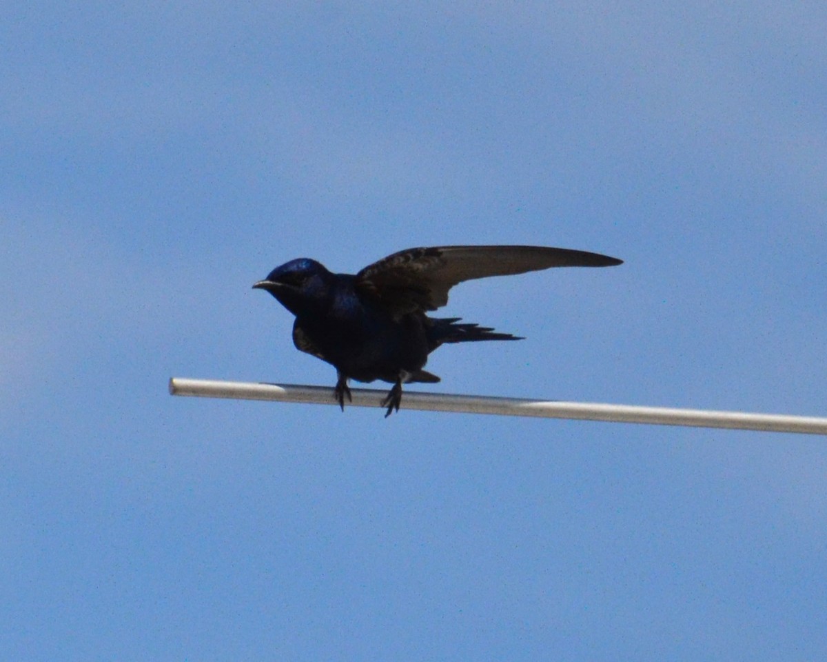 Purple Martin - ML619319690