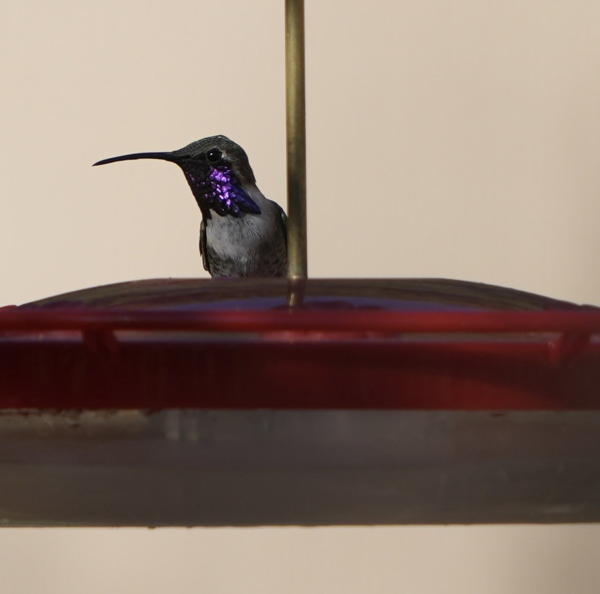 Lucifer Hummingbird - John Rhoades