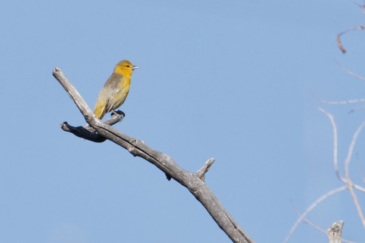 Bullock's Oriole - ML619319715