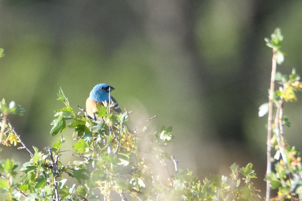 Lazuli Bunting - ML619319739