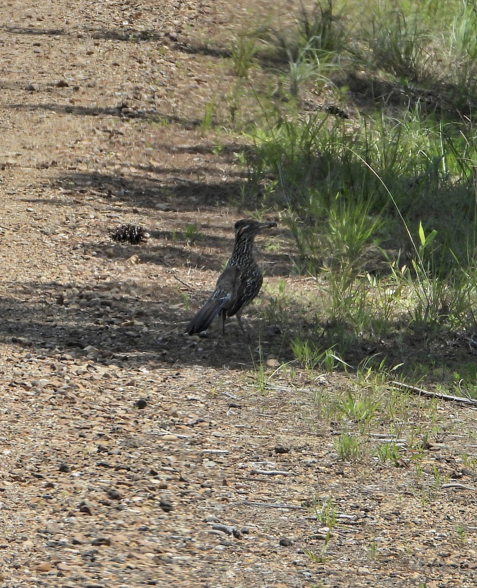 Greater Roadrunner - Jay Huner