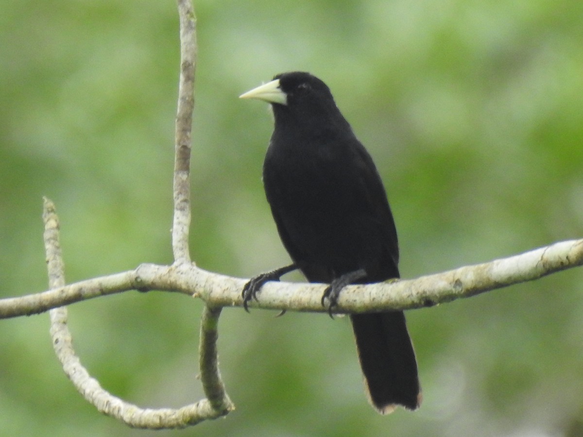 Solitary Black Cacique - Justin Harris