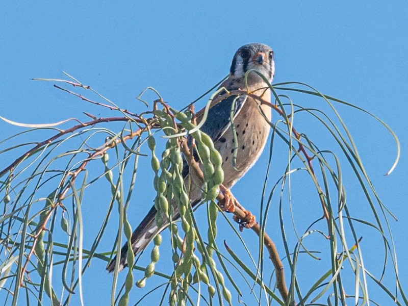 American Kestrel - Kurt Buzard