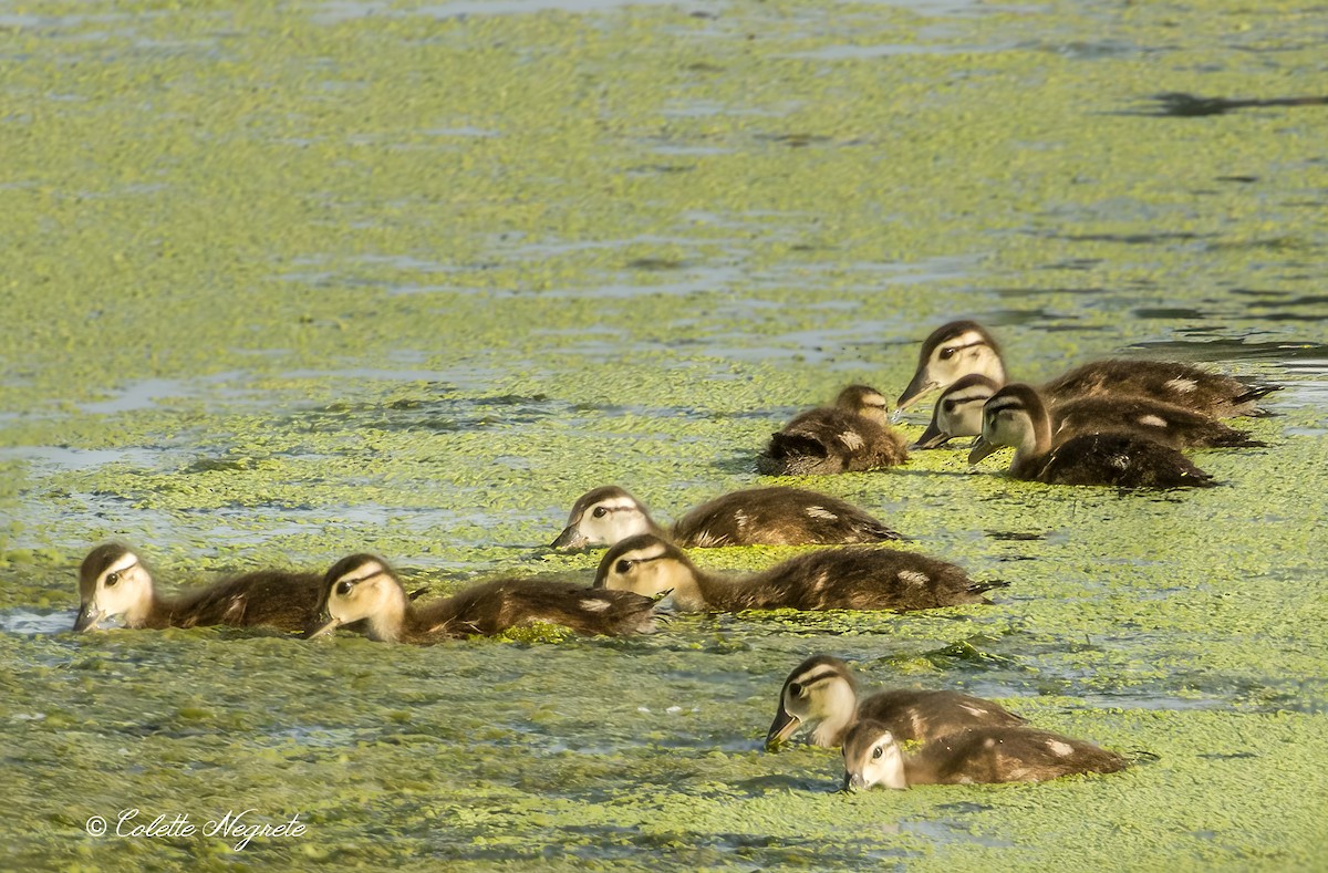 Wood Duck - ML619319792