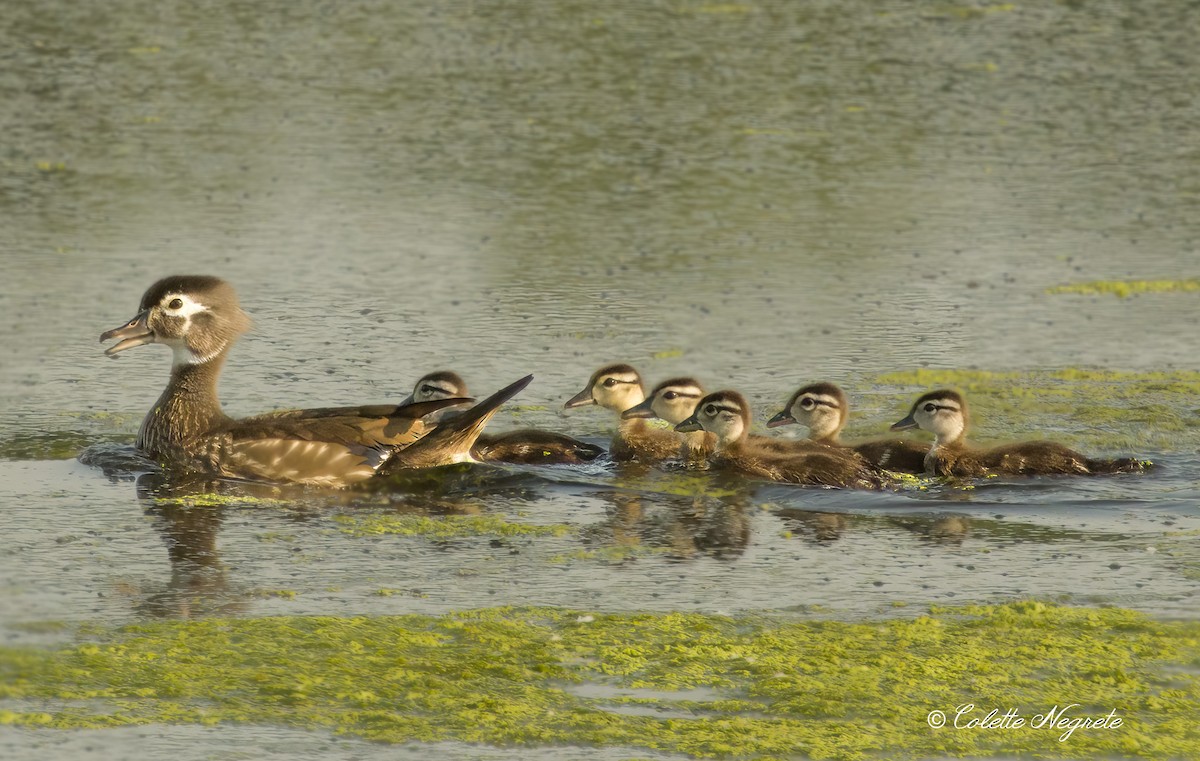 Wood Duck - ML619319793