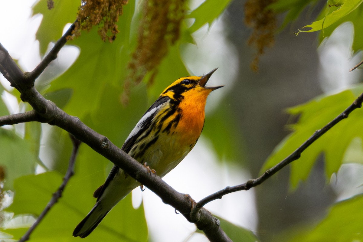 Blackburnian Warbler - ML619319794