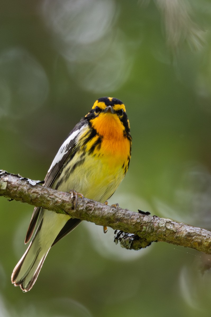 Blackburnian Warbler - ML619319795