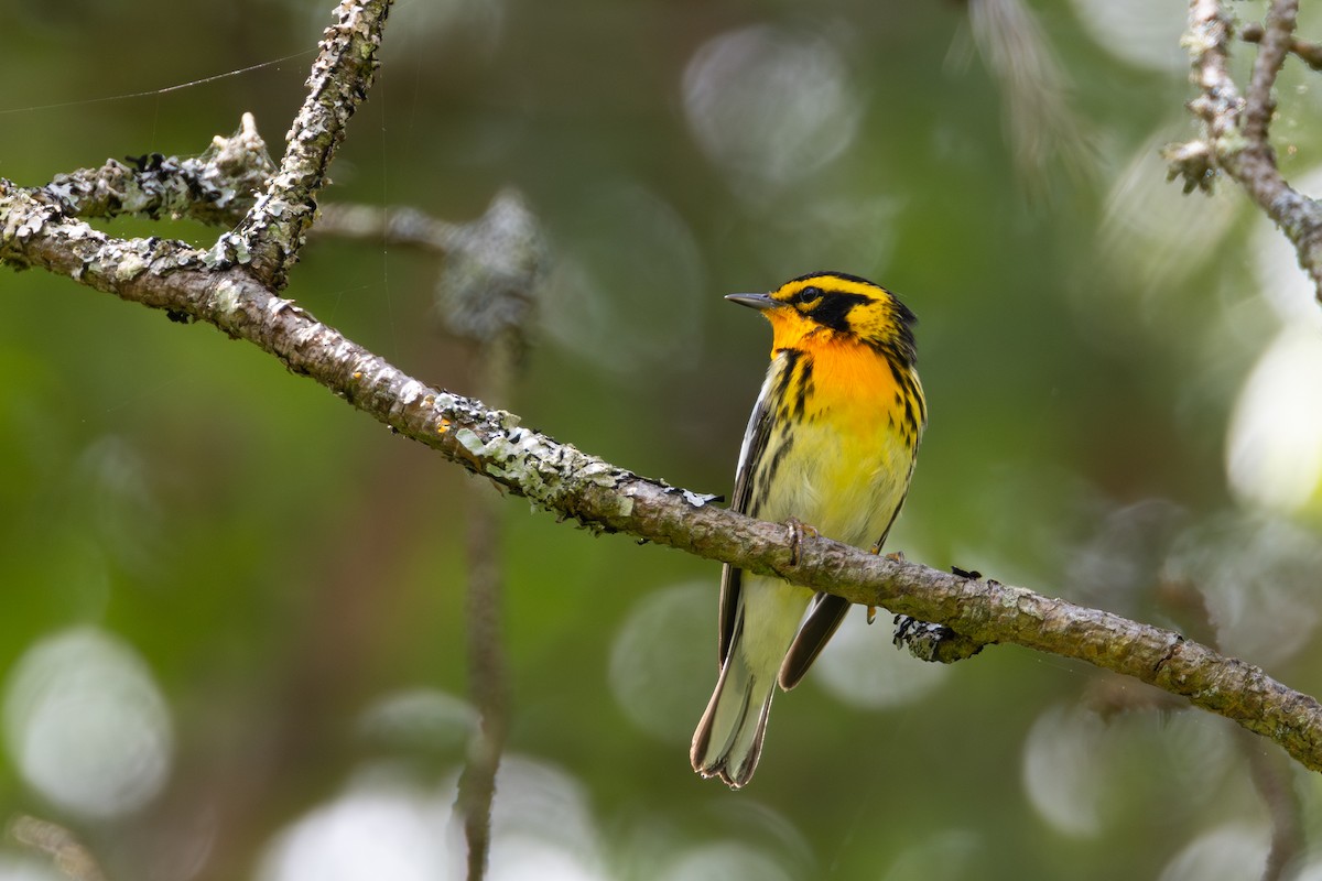 Blackburnian Warbler - ML619319797