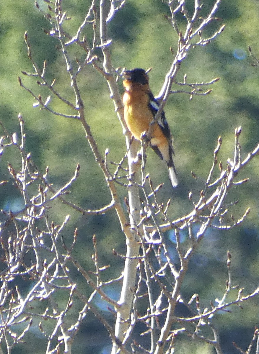 Black-headed Grosbeak - Lynda Ryan