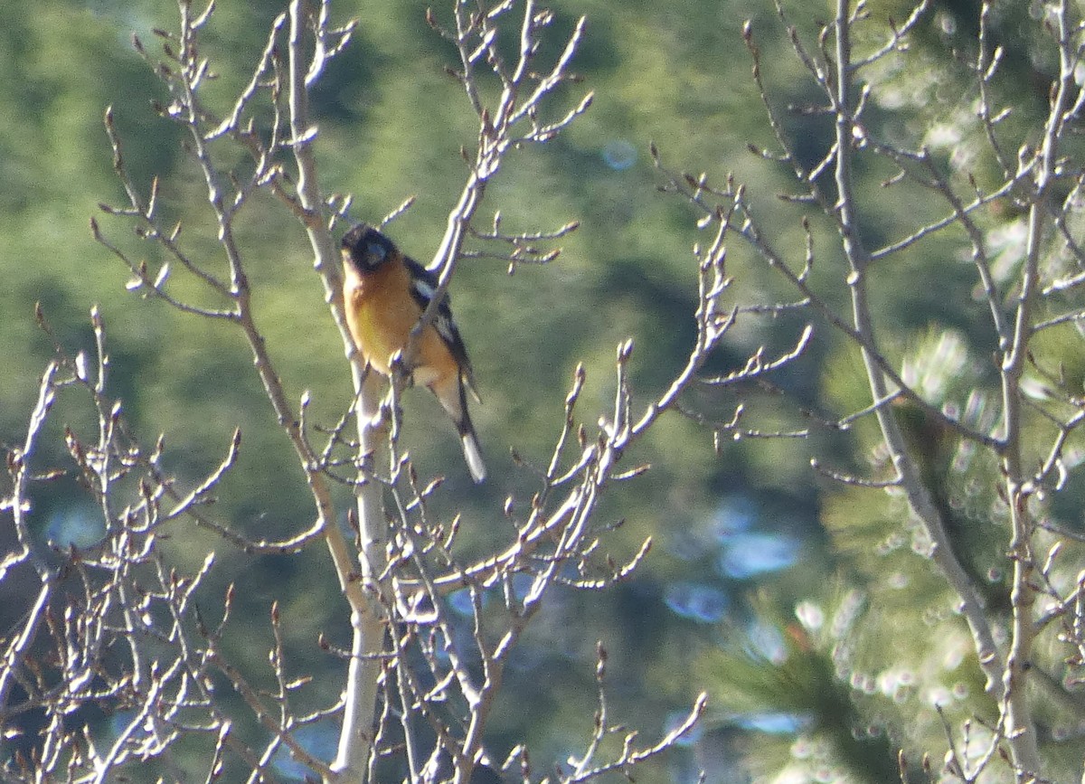 Black-headed Grosbeak - Lynda Ryan