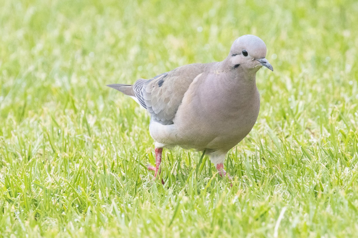 Eared Dove - dan davis