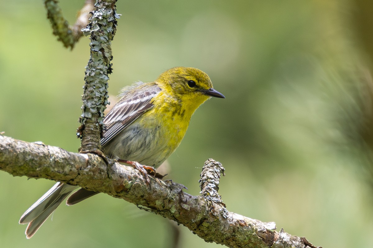 Pine Warbler - ML619319809