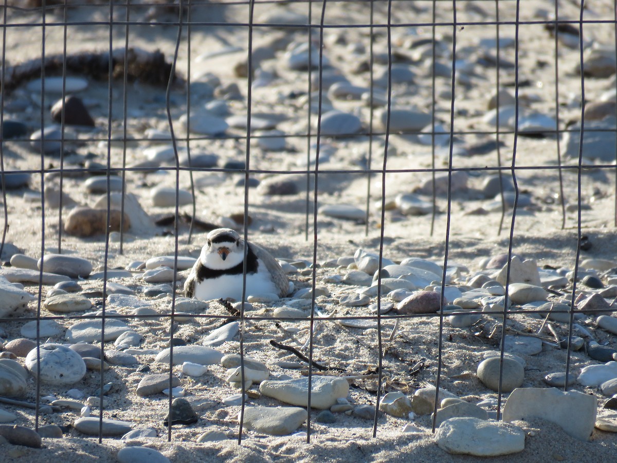 Piping Plover - Hannah Glass