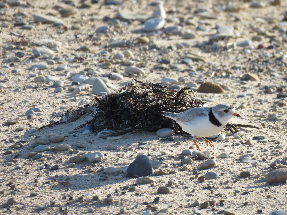 Piping Plover - Hannah Glass