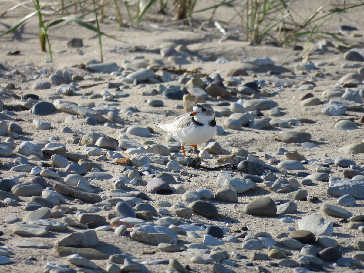 Piping Plover - Hannah Glass