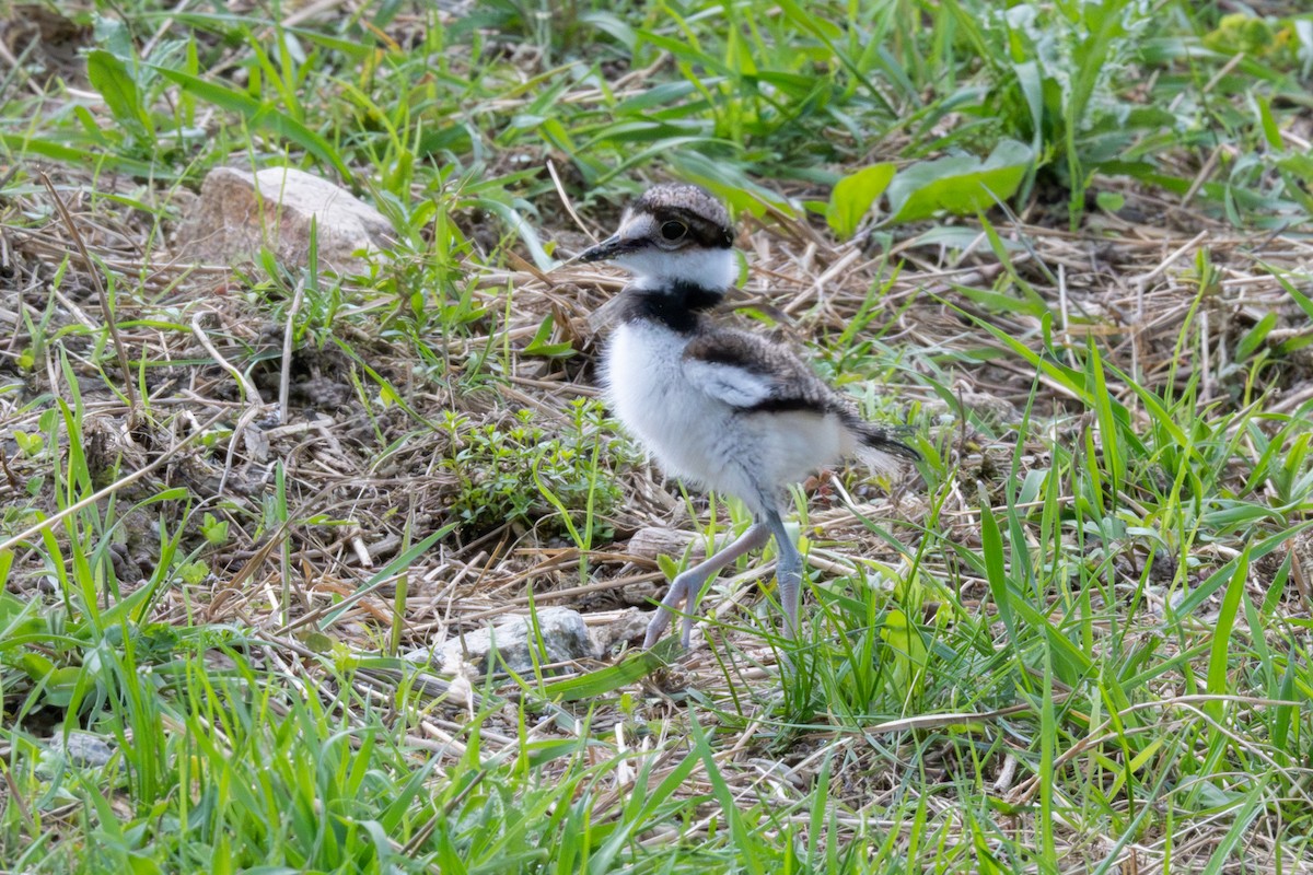 Killdeer - Jon Erickson