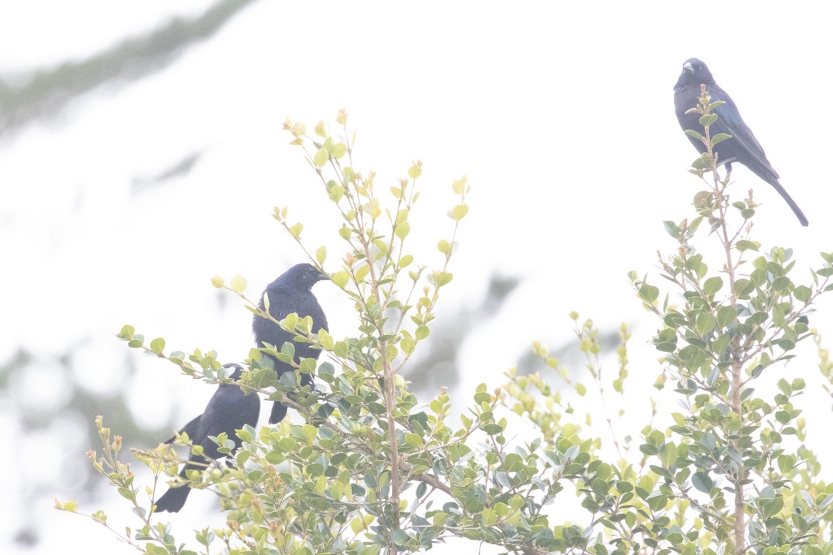 Shiny Cowbird - dan davis